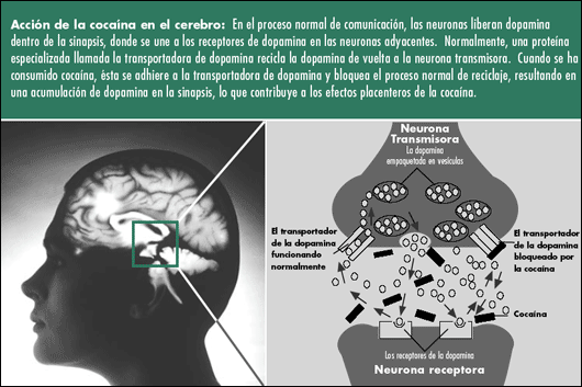 neurotransmisores neurotransmisores
