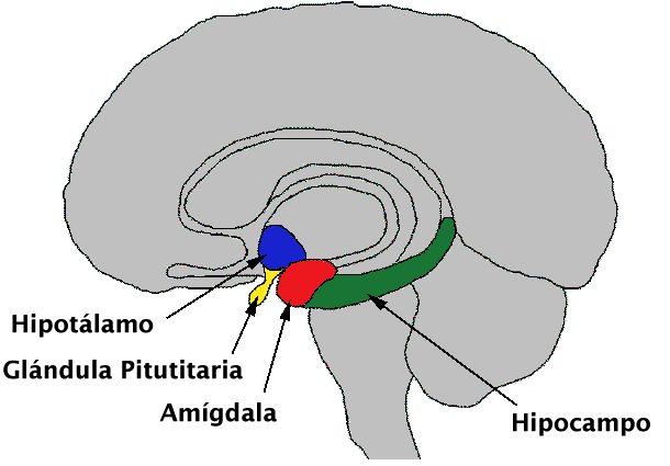 sistema limbico sistema limbico