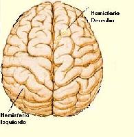 Hemisferios cerebrales Hemisferios cerebrales