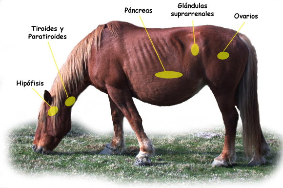 Caballo_endocrino