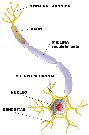 La neurona
