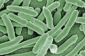 Bacterias