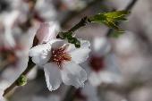 Almendro