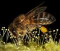 Abeja